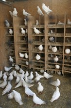 France: Normandie, agriculture, elevage de pigeonneaux,