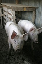 France, porcine breeding