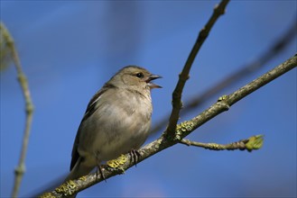 France: Normandie, oiseau sur une branche, moineau qui chante,