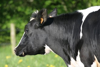 France: Normandie, agriculture, elevage bovin, vache prim holstein,