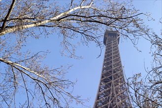 France, Paris 7e, partie haute de la Tour Eiffel, branches d'arbres, champ de mars,