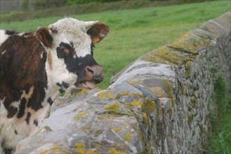France, Normandie, Manche, Cotentin, la hague, anse de vauville, vache normande au bord du chemin, muret de pierre,