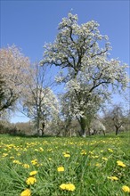 France, blossom peartree in domfrontais