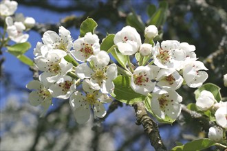 France, domfrontais