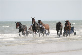 France, Basse Normandie, calvados, cabourg, plage, entrainement de trotteur sur la plage, cheval, courses, trot, mer, vagues, driver, sulky