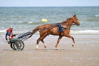 France, Basse Normandie, calvados, cabourg, plage, entrainement d'un trotteur sur la plage, cheval, courses, trot, mer, driver, sulky