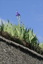 France, Haute Normandie, eure, marais vernier, chaumiere, faite de la toiture de chaume, iris plantes, les Racines aident a la tenue du chaume,