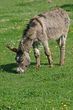 France, Haute Normandie, eure, marais vernier, reserve de la grande mare, animal, ane,