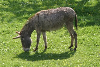 France, Haute Normandie, eure, marais vernier, reserve de la grande mare, animal, ane,