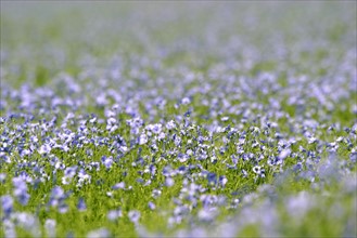 France: Normandie, eure, agriculture, champ de lin, liniculture, fleurs de lin,