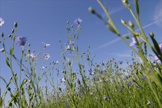 France, linen field