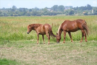 France, Basse Normandie, Manche, auvers, chevaux en pature, nature, parc des marais du Cotentin, herbe,