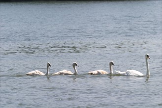 oiseaux, cygnes sur un lac, Normandie, france,