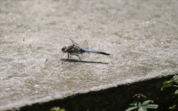 insect, normandy