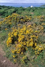 France, Bretagne, Finistere nord, presqu'ile de plougastel, pointe de kerdeniel, lande, genets,