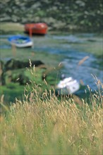 France, Bretagne, Finistere nord, cotes des abers, littoral a lampaul ploudalmezeau, herbes, maree basse