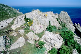 France, Bretagne, Finistere sud, Cornouaille, pointe du Raz, 
detail rocher et vegetation,