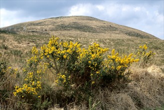 France, Bretagne, Finistere, monts d'arree, paysage, rochers, lande sauvage, Montagne Saint Michel