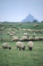 France, Basse Normandie, Manche, pays de la baie du Mont-Saint-Michel, moutons de pres sales, elevage, vers huisnes,