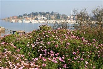 France, Bretagne, Cotes d'Armor, cote de granit rose, ploumanach, port de la Clarte, ar sklerder, chemin cotier, massif de fleurs,