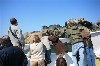 France, Bretagne, Cotes d'Armor, cote de granit rose, les sept iles, croisiere aux sept iles
ile Rouzic, colonie de fous de bassan, spectaeur sur uen vedette,