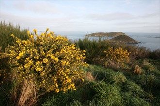 France, Bretagne, Cotes d'Armor, baie de Paimpol, cote du goelo, sentier des douaniers pointe de bilfot, vue panoramique,