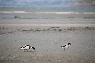 France, Bretagne, Cotes d'Armor, baie de saint brieuc, Hillion, baie de saint brieuc, tadorne du belon, oiseaux, maree basse,