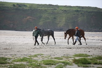 France, Bretagne, Cotes d'Armor, baie de saint brieuc, Hillion, baie de saint brieuc, maree basse, chevaux a l'entraiement, cavliers les tenant par la bride,