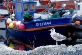 France, Bretagne, Finistere sud, pays bigouden, le guilvinec, port de peche, detail chalutier et goeland