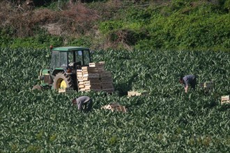 France, Bretagne, Finistere nord, pays du leon, ile de Batz, face a roscoff, cultures maraicheres, tracteur, agriculteurs au travail,