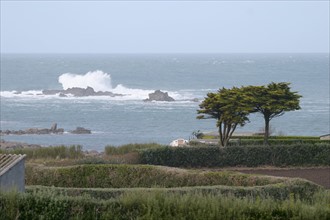 France, Bretagne, Finistere nord, pays du leon, ile de Batz, face a roscoff, cote ouest, vagues s'ecrasant sur les rochers, forte houle, ecume, tempete, arbres,