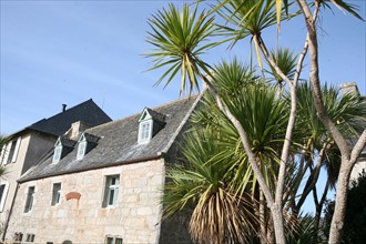 France, Bretagne, Finistere nord, pays du leon, ile de Batz, face a roscoff, cote ouest, palmier, habitat traditionnel, maisons,