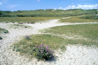 France, Bretagne, Finistere sud, pays bigouden, pointe de la torche, sable, dunes,