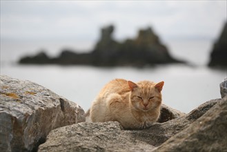 Chat sur la plage de Morgat (Bretagne)