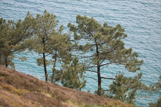 France, Bretagne, Finistere, presqu'ile de crozon, cap de la chevre, vegetation, arbres surplombant la mer,