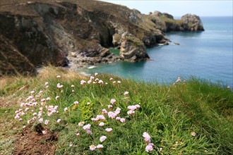 France, Bretagne, Finistere, presqu'ile de crozon, pointe de dinan, rochers, pointe, vegetation, armeries maritimes,