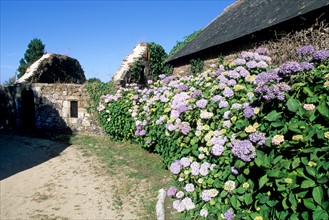 France, Bretagne, Finistere sud, Douarnenez, chemin des plomarc'h, sentier littoral, maisons en ruine, hortensias,