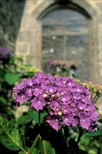 France, Bretagne, Finistere sud, Douarnenez, treboul, hortensias, chapelle,