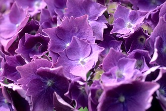 France, Bretagne, Finistere sud, Douarnenez, treboul, detail hortensias ,