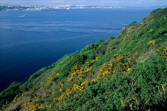 France, Bretagne, Finistere, presqu'ile de crozon, pointe des espagnols avec vue sur la rade de brest, lande, genets,