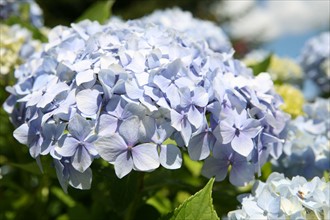 France, Bretagne, Finistere, parc et chateau de Trevarez, jardins, domaine de trevarez, departemental, hortensias, hydrangeas