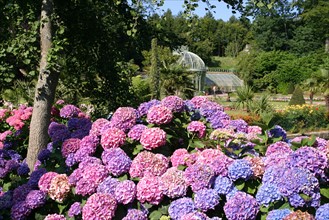 France, Basse Normandie, Manche, Cotentin, Cherbourg, chateau des ravalet (propriete de la ville) situe a tourlaville, hortensias dans le parc