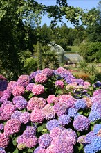 chateau des ravalet (propriete de la ville)
situe a tourlaville
hortensias dans le parc