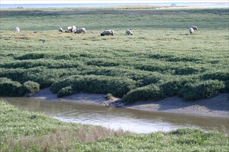 France, Basse Normandie, Manche, regneville sur mer, havre de regneville, moutons qui broutent l'herbu,