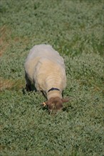 France, Basse Normandie, Manche, regneville sur mer, havre de regneville, mouton qui broute l'herbu,