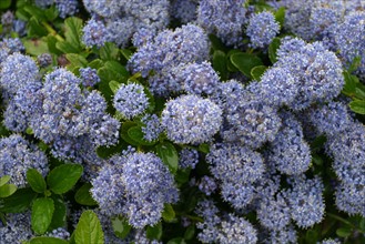 France, Basse Normandie, Manche, regneville sur mer, site des fours a chaux, hortensias ou hydrangeas,