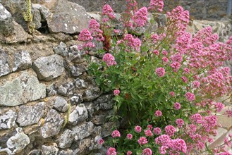 France, Basse Normandie, Manche, Cotentin, cap de la hague, jobourg, muret de pierre traditionnel, fleurs,