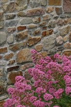 France, Basse Normandie, Manche, Cotentin, cap de la hague, jobourg, mur de pierre, fleurs,
