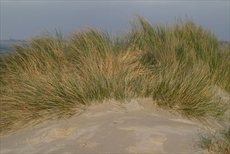 France, Basse Normandie, Manche, Cotentin, Cherbourg, dunes de la plage de Collignon, sable, oyats, vegetation,