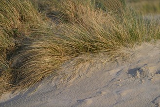 France, Basse Normandie, Manche, Cotentin, Cherbourg, grande rade est, dunes de la plage de Collignon, sable, vegetation,